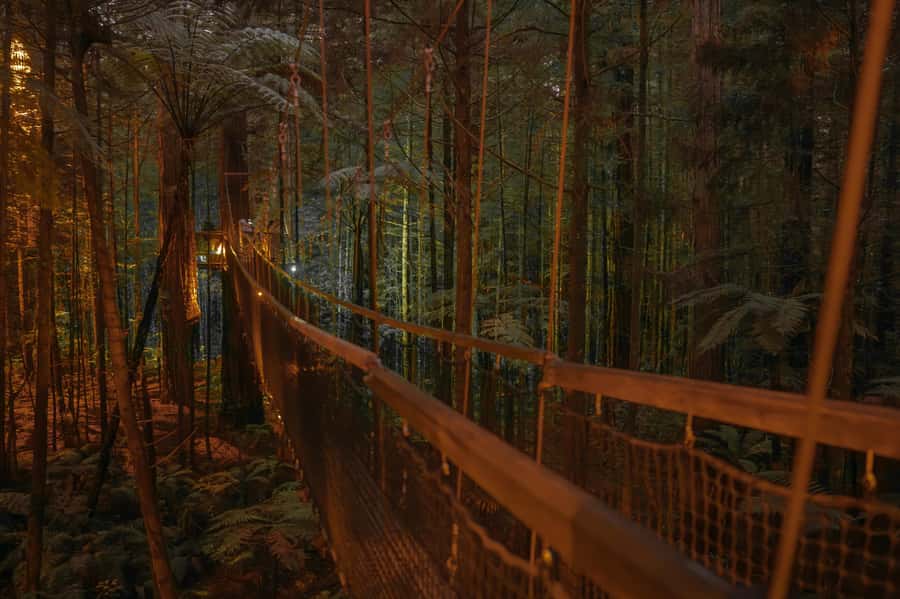 Rotorua: Redwoods Altitude, Nighttime Fast Pass, & Treewalk - Timing, flexibility, and small planning details
