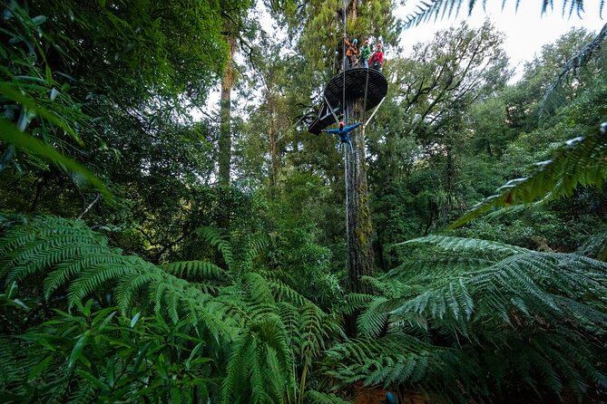 Rotorua’s Ultimate Zipline: 6 ziplines, 400 m Tandem, Cliff Walk - Starting at Fairy Springs Road in Rotorua