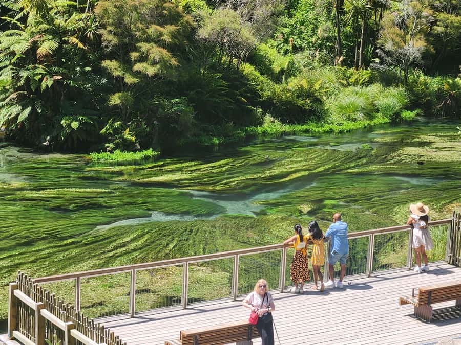 Rotorua & Taupo DayTour Waiotapu & Huka Falls from Auckland - Blue Springs may be the day’s pleasant surprise