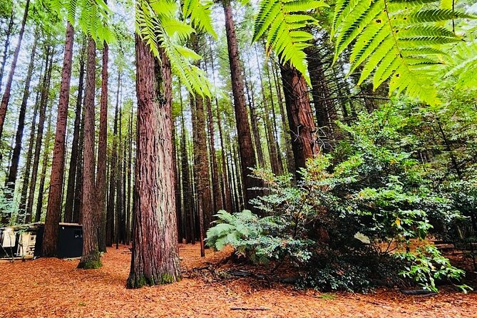 Rotorua & Taupo DayTour with Waiotapu & Huka Falls from Auckland - Waiotapu Thermal Wonderland and Lady Knox Geyser