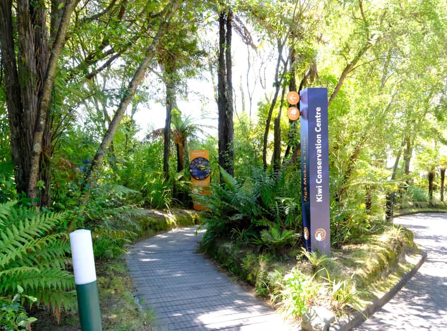 Rotorua: Te Puia Maori Village and Rejuvenation Tour - Timing, lunch, and the return to Tauranga