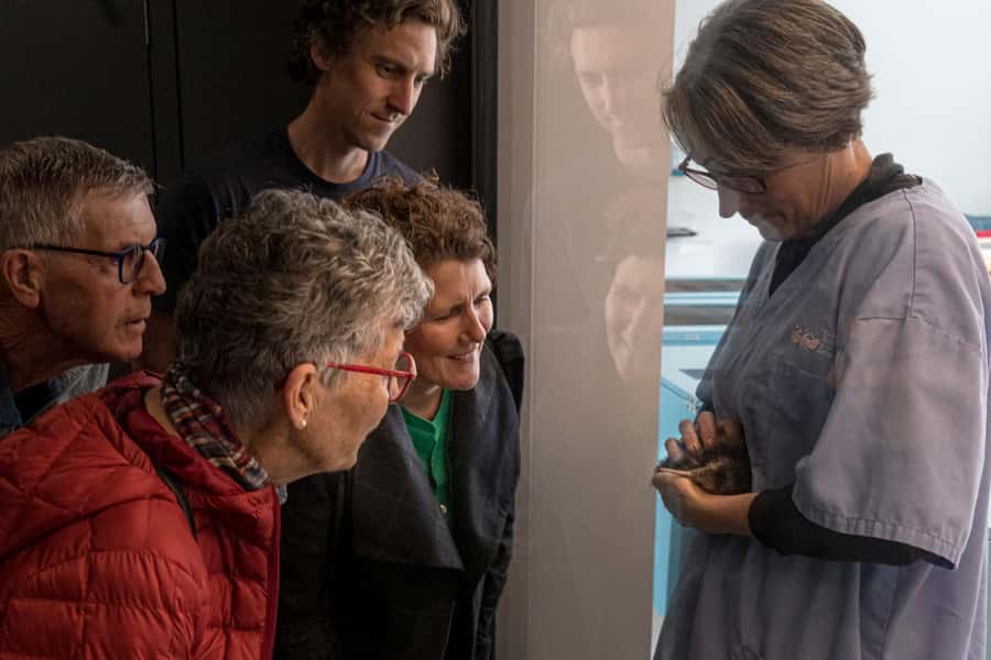 Rotorua: The National Kiwi Hatchery Kiwi Encounter Tour - Key points at a glance