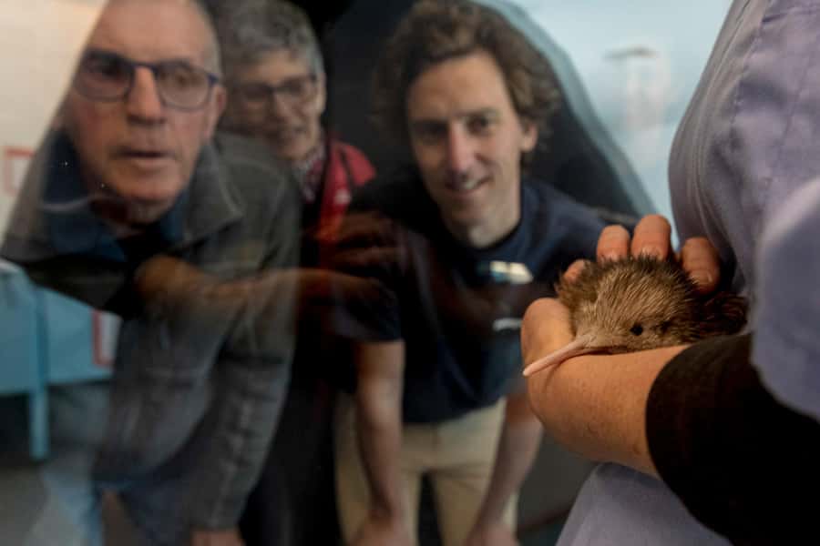 Rotorua: The National Kiwi Hatchery Kiwi Encounter Tour - Adult kiwi in the nocturnal house