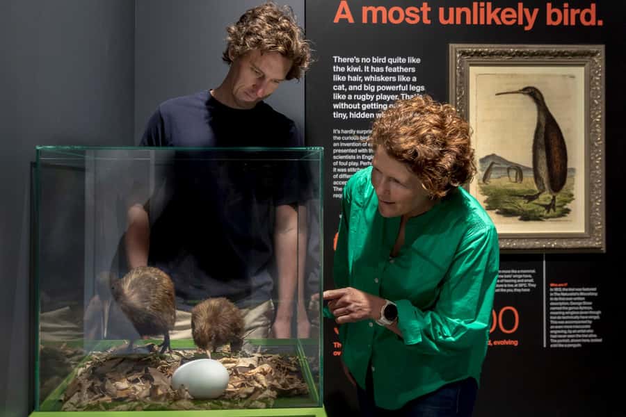 Rotorua: The National Kiwi Hatchery Kiwi Encounter Tour - The no-photo rule is frustrating but sensible