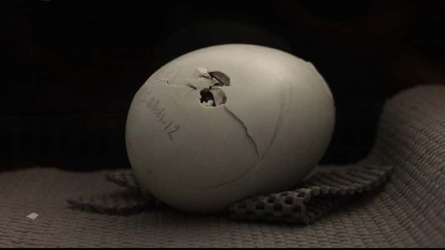 Rotorua: The National Kiwi Hatchery Kiwi Encounter Tour - Is $44 good value for one hour?