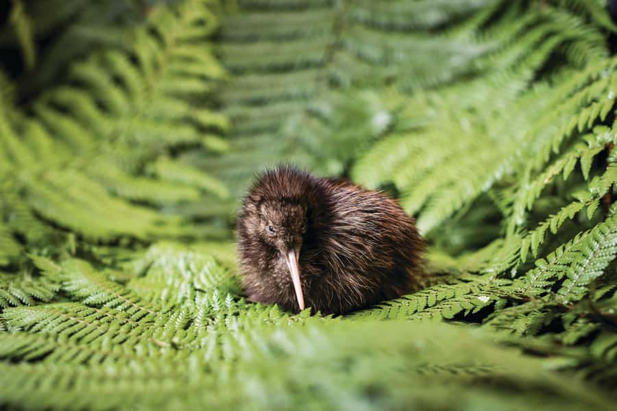 Rotorua: The National Kiwi Hatchery Kiwi Encounter Tour - Who will enjoy this Rotorua experience most?