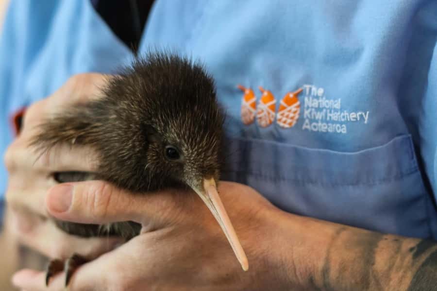Rotorua: The National Kiwi Hatchery Kiwi Encounter Tour - Starting at the Agrodome north of Rotorua