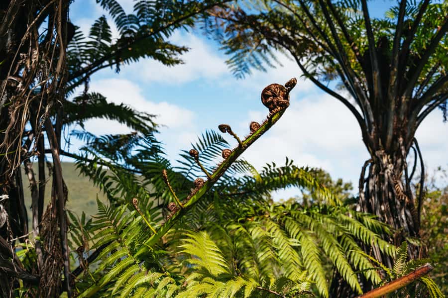 Rotorua: 'Thermal Path Tour' Geothermal half day Tour - The regions largest active mud pool
