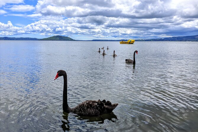 Rotorua: WaiOtapu & Redwood forest & Blues springs from Auckland - Walking among the redwoods in Whakarewarewa Forest