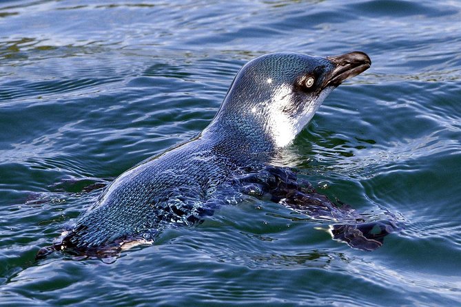 Sailing and Wildlife Tour Akaroa Fox II Sailing - A boat ride with local stories and music