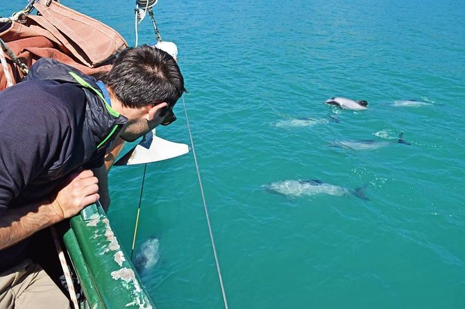 Sailing and Wildlife Tour Akaroa Fox II Sailing - What the 2-hour-45-minute schedule means for your day