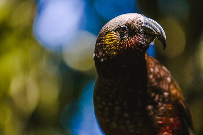 Sanctuary Mountain (Mt Maungatautari) & Hamilton Gardens Day trip from Auckland - Five details that shape the day