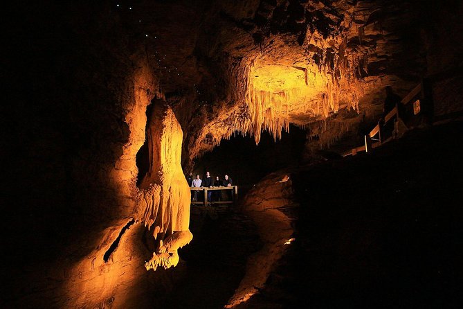 Sanctuary Mountain (Mt Maungatautari) & Waitomo Luxury Day tour from Auckland - From Auckland to the Waikato by 7:15 a.m.