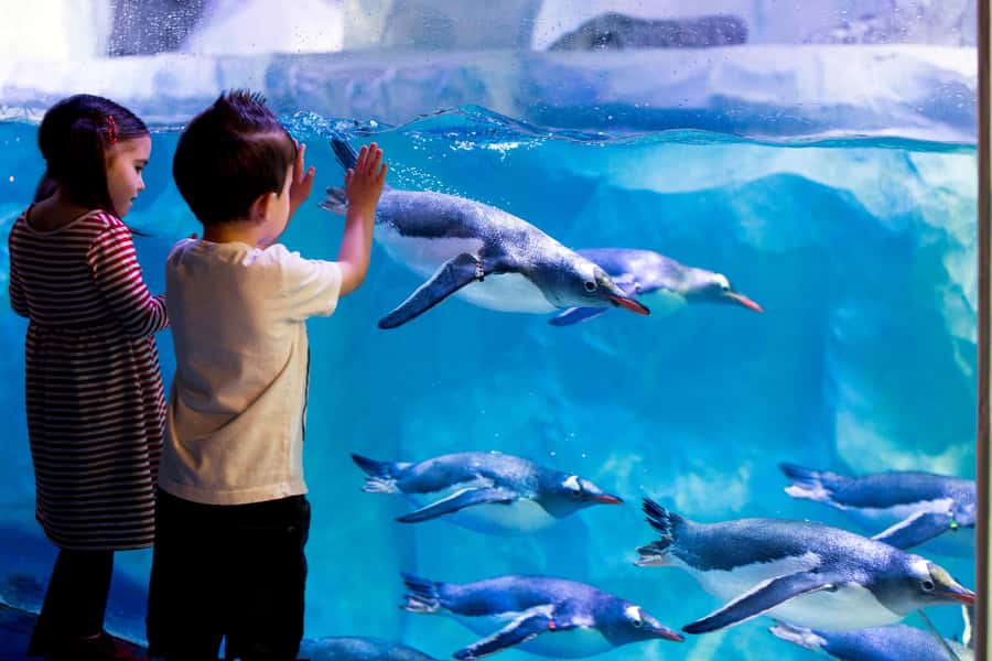 Sea Life Kelly Tarlton's Aquarium General Admission - Key things to know before you go