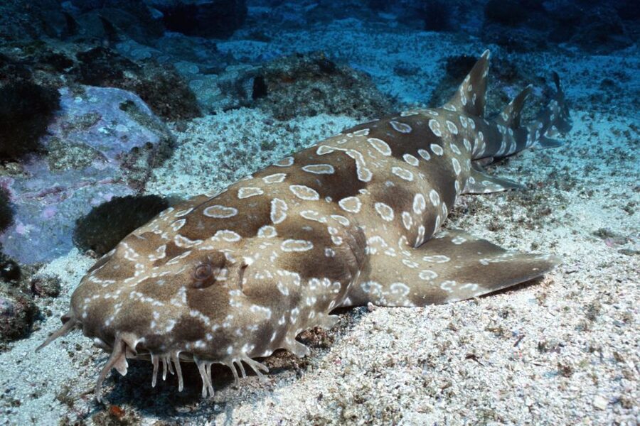 Sea Life Kelly Tarlton's Aquarium General Admission - Who will enjoy this aquarium most?