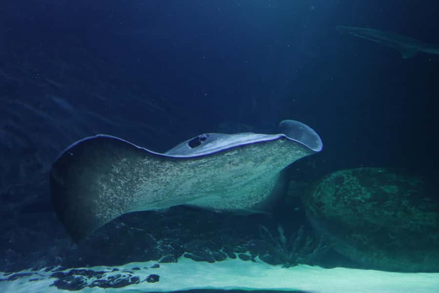 Sea Life Kelly Tarlton's Aquarium General Admission - Slow down at Seahorse Kingdom