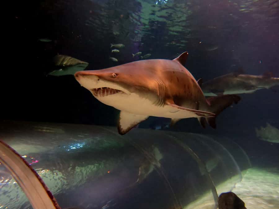 Sea Life Kelly Tarlton's Aquarium General Admission - Expect a self-guided visit, not a guided tour