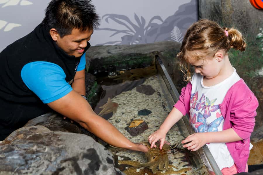 Sea Life Kelly Tarlton's Aquarium General Admission - Is the $23 admission good value?