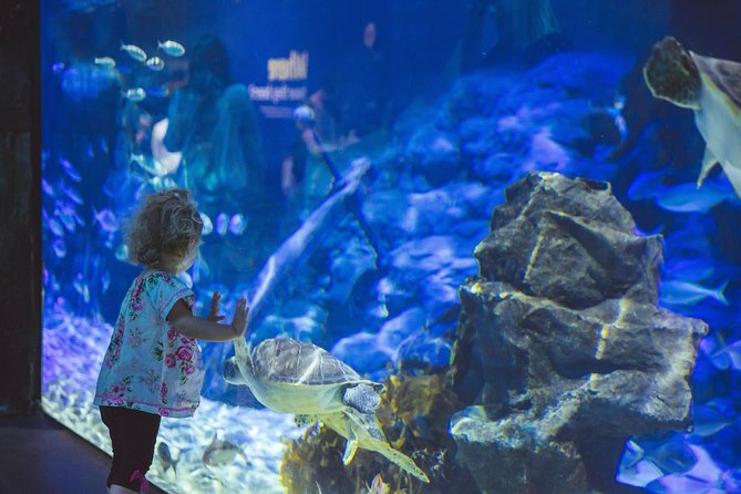 SEA LIFE Kelly Tarlton's General Admission - The Antarctic Encounter and its penguin colony