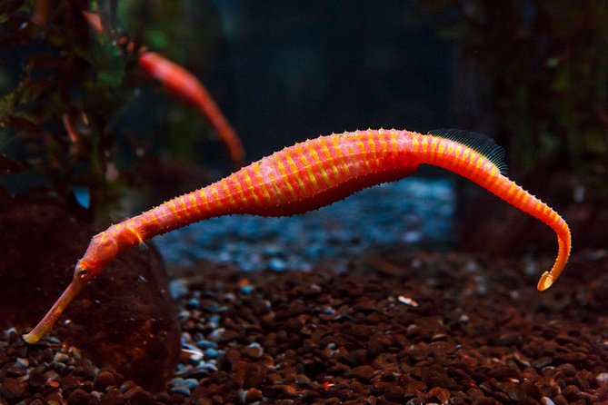 SEA LIFE Kelly Tarlton's General Admission - How long to stay and how to plan the day
