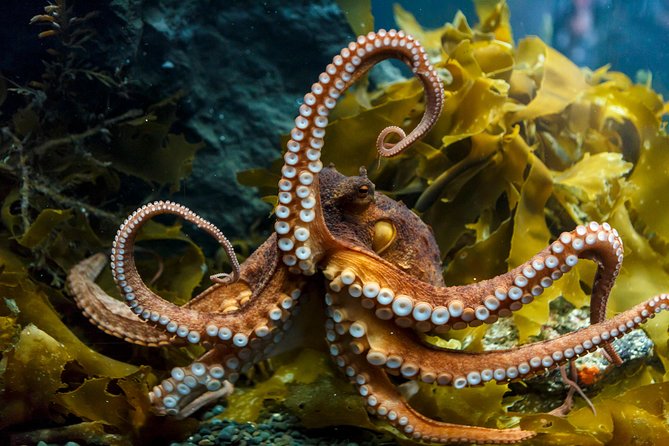 SEA LIFE Kelly Tarlton's General Admission - Should you book SEA LIFE Kelly Tarlton’s?