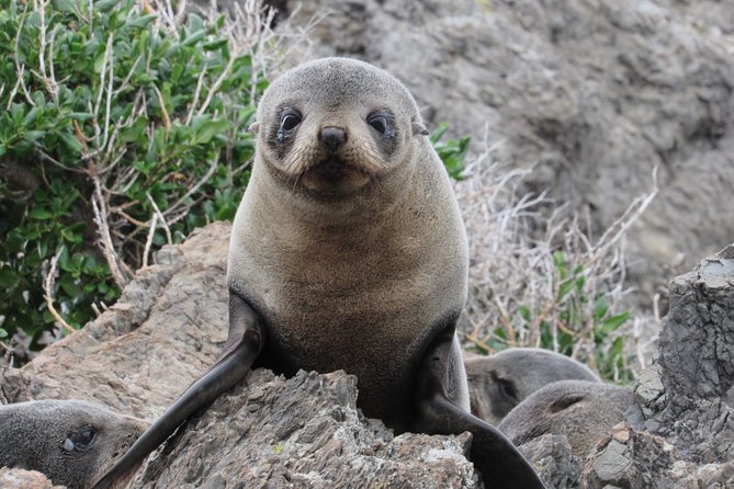 Seal Coast Safari - Exclusive access to Wellington's secret coast - Key points to know before booking