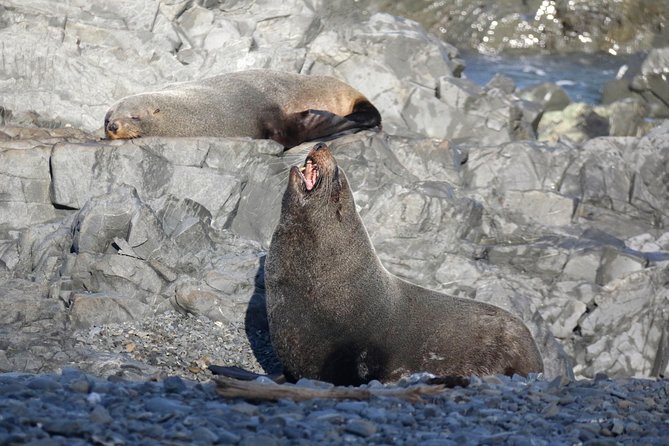 Seal Coast Safari - Exclusive access to Wellington's secret coast - The guides make the long drive worthwhile