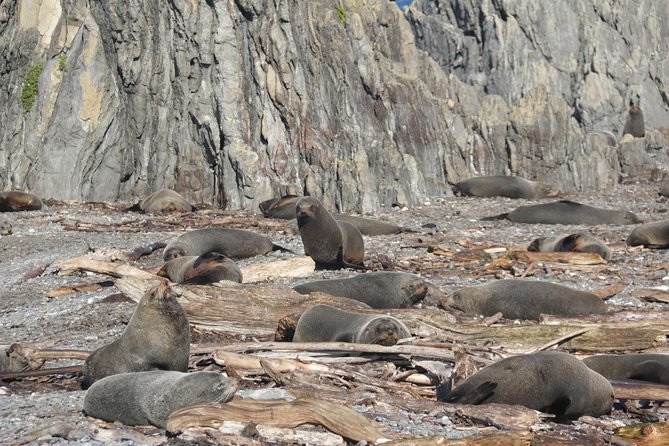 Seal Coast Safari - Exclusive access to Wellington's secret coast - How the price compares with the experience