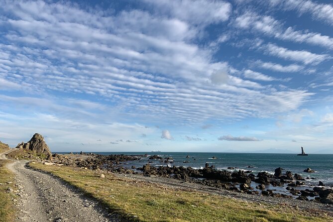 Seal Coast Safari - Exclusive access to Wellington's secret coast - Who should book this safari?