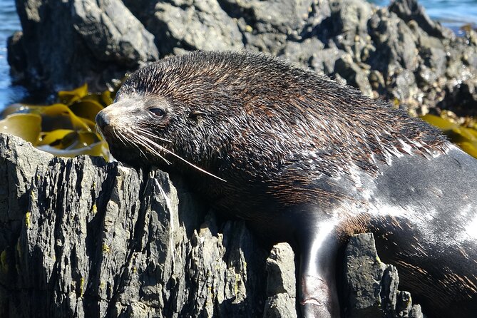 Seal Coast Safari - Exclusive access to Wellington's secret coast - Otari-Wilton’s Bush starts the nature story