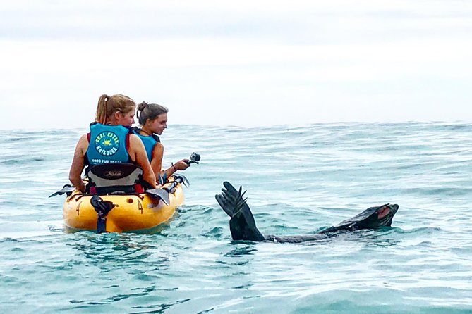 Seal Kayaking Adventure in Kaikoura - Key points at a glance