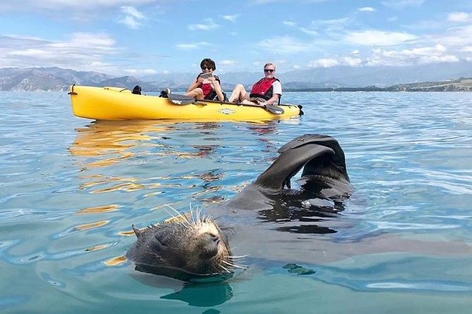 Seal Kayaking Adventure in Kaikoura - Why Kaikoura is such a good place for a seal kayak