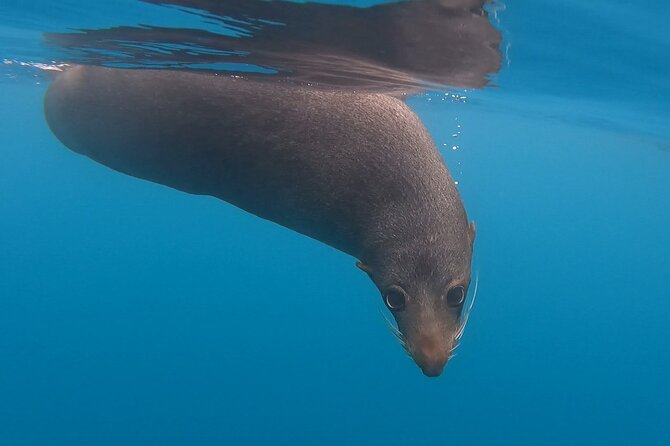 Seal Kayaking Adventure in Kaikoura - Getting used to the foot-pedal kayak