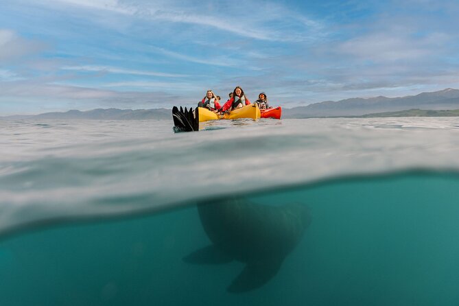 Seal Kayaking Adventure in Kaikoura - Meeting the New Zealand fur seals