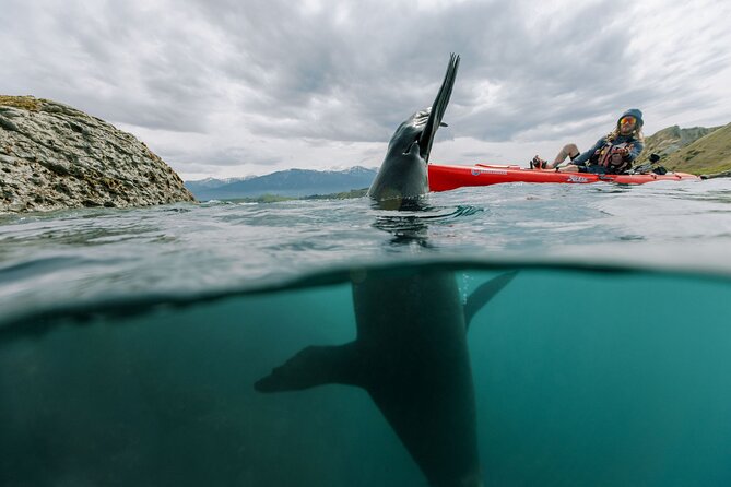 Seal Kayaking Adventure in Kaikoura - Choosing between the seal tour and sunset outing