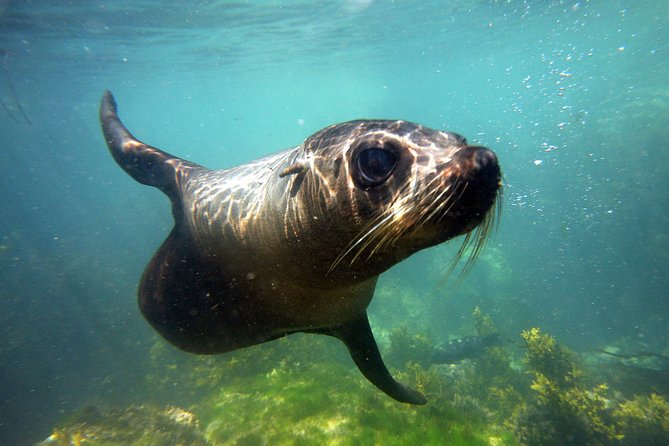 Seal Swimming Tour from Kaikoura - Why Kaikoura is the right place for a seal swim