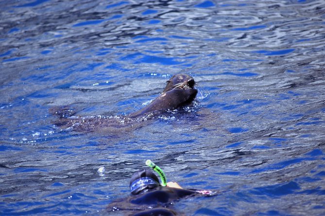 Seal Swimming Tour from Kaikoura - Meeting at Gooches Beach Playground