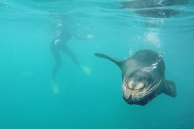 Seal Swimming Tour from Kaikoura - What the guides add to the experience