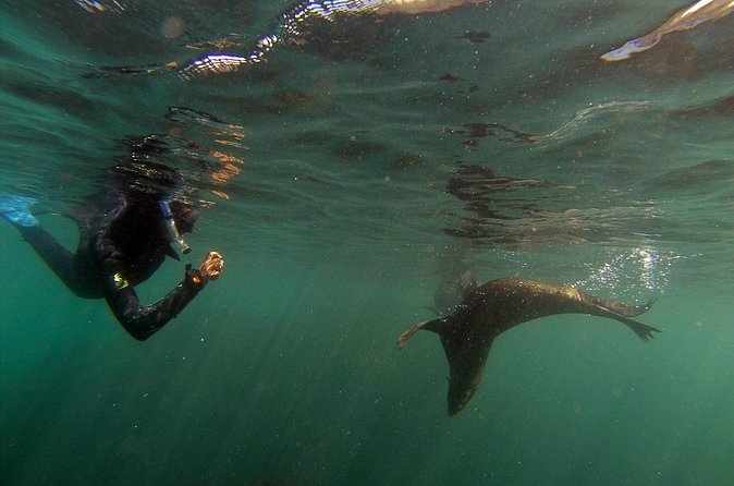 Seal Swimming Tour from Kaikoura - A small group of 10 makes a difference