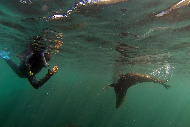 Seal Swimming Tour from Kaikoura - Is $98.67 good value?