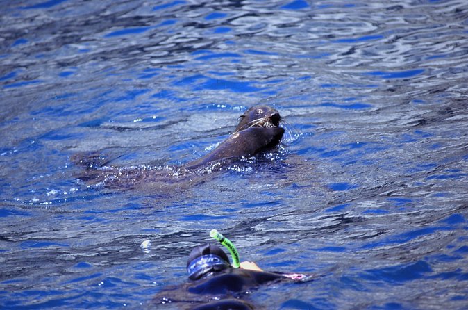 Seal Swimming Tour from Kaikoura - Weather, cancellations, and the best expectations