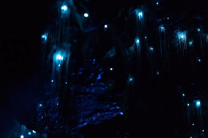 See Auckland's Secret Glow Worms - Key points about Auckland’s glowworm walk
