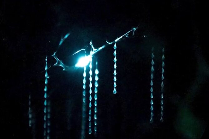 See Auckland's Secret Glow Worms - Why Auckland’s glowworms are worth your evening