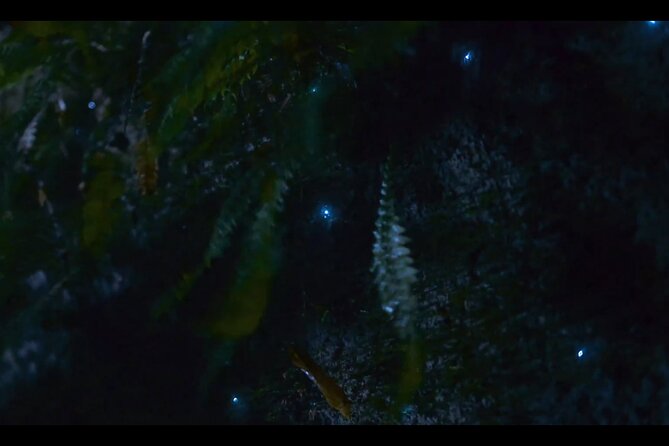 See Auckland's Secret Glow Worms - Meeting the glowworms in their natural home