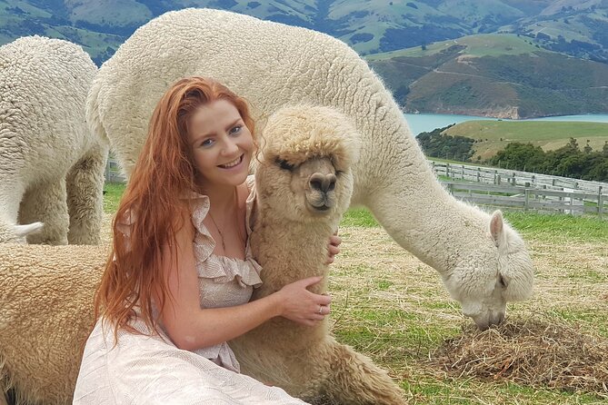 Shamarra Alpaca Farm Tours - Why this Akaroa farm visit is worth your time