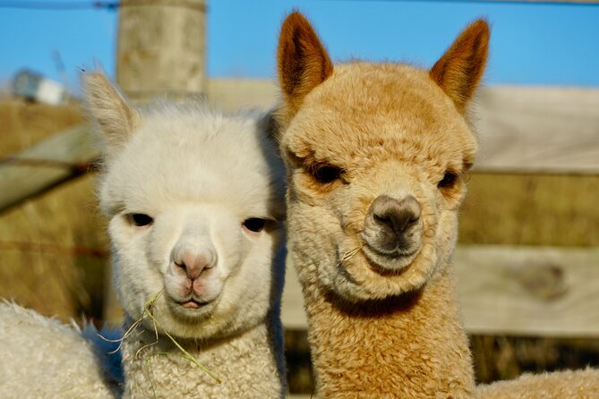 Shamarra Alpaca Farm Tours - Three stages with the alpacas