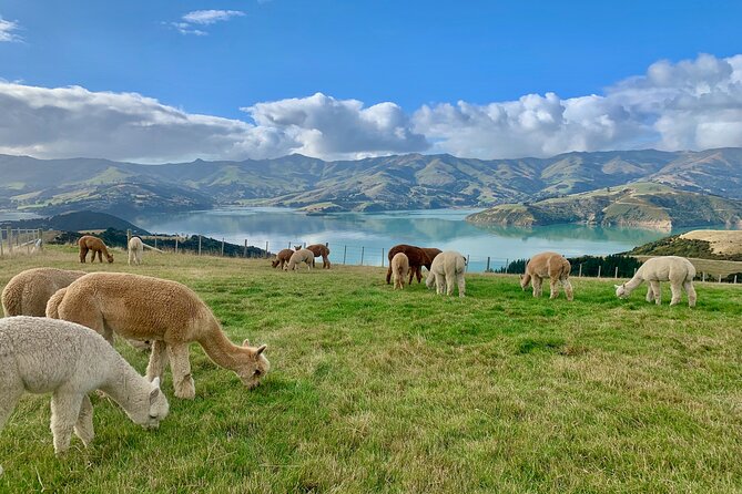 Shamarra Alpaca Farm Tours - The people make the visit work