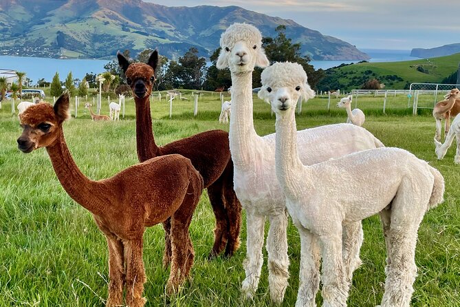 Shamarra Alpaca Farm Tours - Weather, timing, and the one-hour schedule