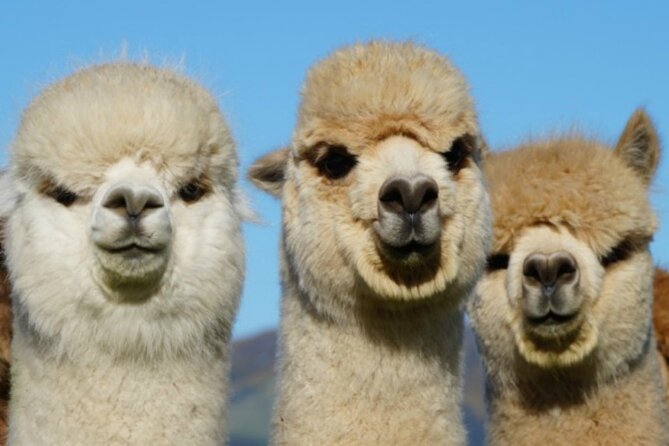 Shamarra Alpaca Farm Tours - What the $38.26 price really buys you