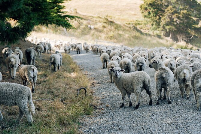 Sheep Farm Day Trip from Christchurch + Lunch and Winery visit. - What the $183.07 price covers